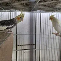 عروس هلندی مولد