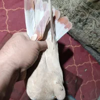 جوجه سر دست و سر دم زعفرانی
