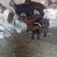 بزه و بزغاله