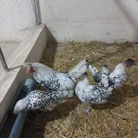 فروش مرغ وخروس زینتی اپنزلر سیلور|حیوانات مزرعه|هشتگرد, هیو|دیوار