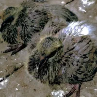 کبوتر سرخ خال مشکی.۱جفت کله دنب خاکستری کم یاب