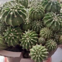 گل کاکتوس|گل و گیاه طبیعی|پیر بکران, |دیوار