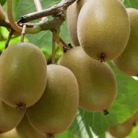 کیوی چیده شده