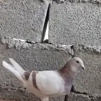 کبوتر