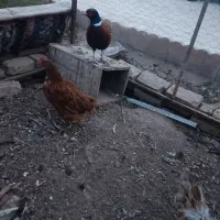 فروش سه عدد مرغ محلی وبوقلمون|حیوانات مزرعه|عطاملک, |دیوار