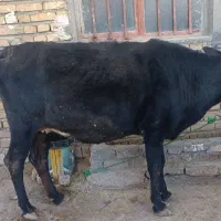 گاو محلی آبستن|حیوانات مزرعه|هرسین, |دیوار
