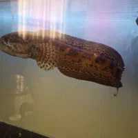 چانا گلدن کبری