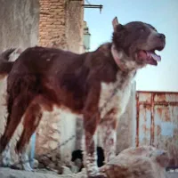 یه جفت توله قدرجونی ۶ماه سرخ|سگ|زرقان, |دیوار