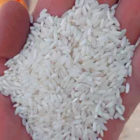 برنج محلی