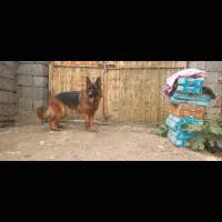 واگذاری یک جفت سگ ژرمن شولاین|سگ|قائم‌شهر, |دیوار