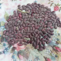لوبیاقرمز