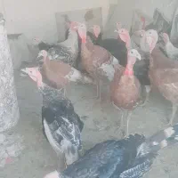 بوقلمون نر وماده بربون  اصل ومرغ لاری|حیوانات مزرعه|نهاوند, |دیوار