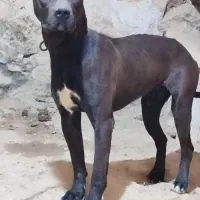 سگ پیتبول معاوضه دارم با چیزی که به کارم بیاد