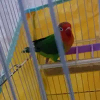 انوا ع طوطی|پرنده|زیرکوه, |دیوار