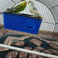 مرغ عشق|پرنده|فریدونشهر, |دیوار