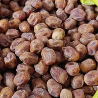 فروش قصب