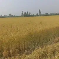 فروش شالیزار تو  علی آباد جاده جدید آمل به بابل