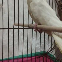 عروس هلندی نر