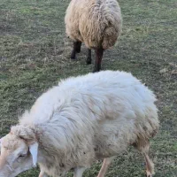 فروش گوسفند|حیوانات مزرعه|اهر, |دیوار