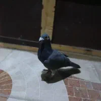 کبوتر|پرنده|شیراز, آبیاری|دیوار