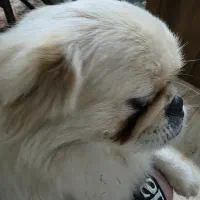 واگذاری سگ پیکینیز