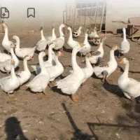 چهار عدد غاز جوان