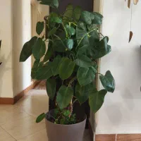 گل فیلندرم ۳ بوته ای