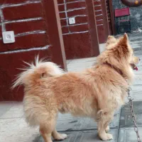 پامر نر خوشگل باهوش