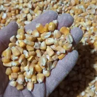 خوراک شیری و پرواری