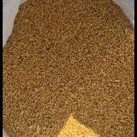 گندم بذری خرمنکوب درجه یک در رقم های باران و هما