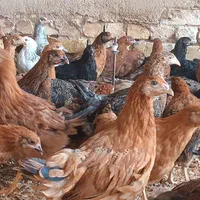 انواع جوجه مرغ گلپایگانی اصل سنین مختلف|پرنده|نجف‌آباد, پادگان عاشورا|دیوار