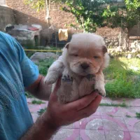 سگ چاو چاو|سگ|واجارگاه, |دیوار