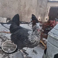 خروس و مرغ|حیوانات مزرعه|تاکستان, |دیوار