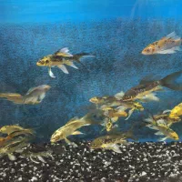 ماهی کوی ژاپنی باله بلند دو و پنج بندی|ماهی|زبرخان, |دیوار