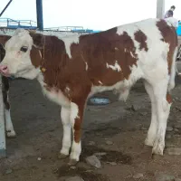 تهیه انواع گوساله های سیمینتال و هلشتاین دورگ محلی|حیوانات مزرعه|بندر ترکمن, |دیوار