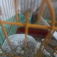 فنج کینگ|پرنده|کرج, گلدشت|دیوار