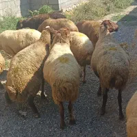 میش