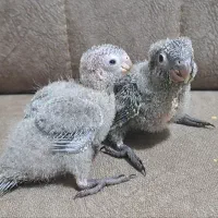 طوطی گرینچیک بلک کپ