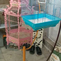 پرندگان زینتی|پرنده|کرج, خرمدشت|دیوار