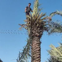 بریدن نخل. تمیزکردن نخل. بریدن انواع درخت|خدمات باغبانی و درختکاری|اهواز, شهرک نفت|دیوار