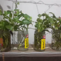 سینگونیوم/پتوس/برگ انجیری/آگلونما/قلمه|گل و گیاه طبیعی|تهران, شادآباد|دیوار
