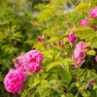 فروش بوته گل محمدی