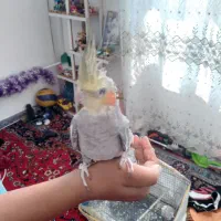 یک عددعروسی هلندی سرحال وسالم|پرنده|شیراز, شهرک کوشکک|دیوار