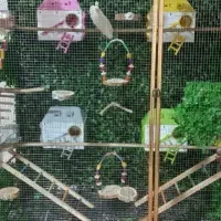 داوطلبانه کمکی