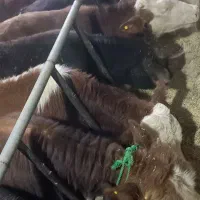 فروش گوساله های درجه یک پرواری درهمه وزن