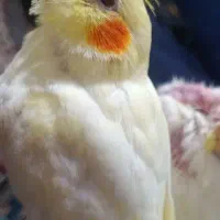 عروش هلندی گمشده