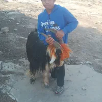 بهده فروشی فقط  ۱۷ مفت|حیوانات مزرعه|ایذه, |دیوار