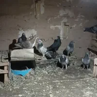 تعدادی کبوتر