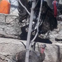 بوقلمون|حیوانات مزرعه|یاسوج, |دیوار