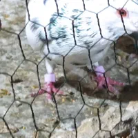 سار سیاه طوقی مشکی